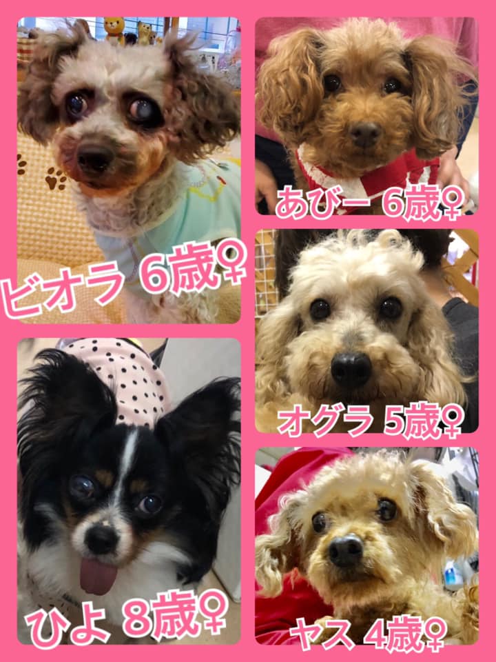 🐾今日の里親様募集中ワンコ🐶メンバーです🐾2020,6,11